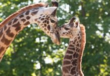 What’s Open Closed Good Friday in Toronto 2023 Giraffes at Toronto Zoo, photo courtesy Toronto Zoo. The Toronto Zoo is open Good Friday in 2023.